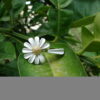 Unique White Enamel Daisy Flower Ring